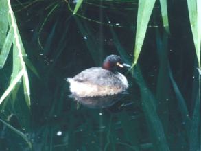 Australasian Grebe