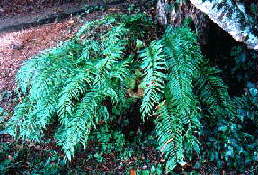 Basket Fern