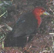 red necked crake