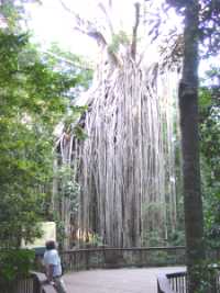 Curtain Fig Tree