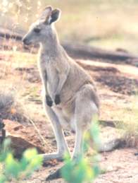 eastern grey kangaroo