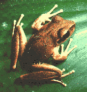 Lesueurs Frog