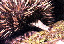 Echidna