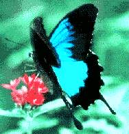 Ulysses Butterfly